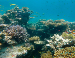 Red Sea Coral Reef